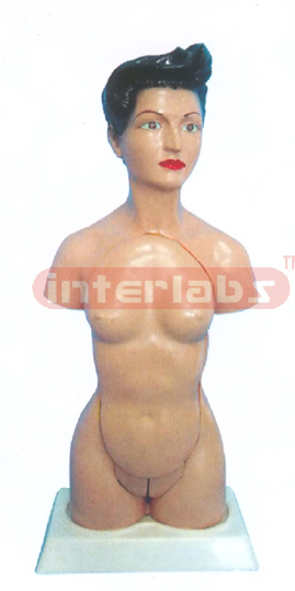 44 CM TALL, FEMALE TORSO, 14 PCS, WITH HEAD